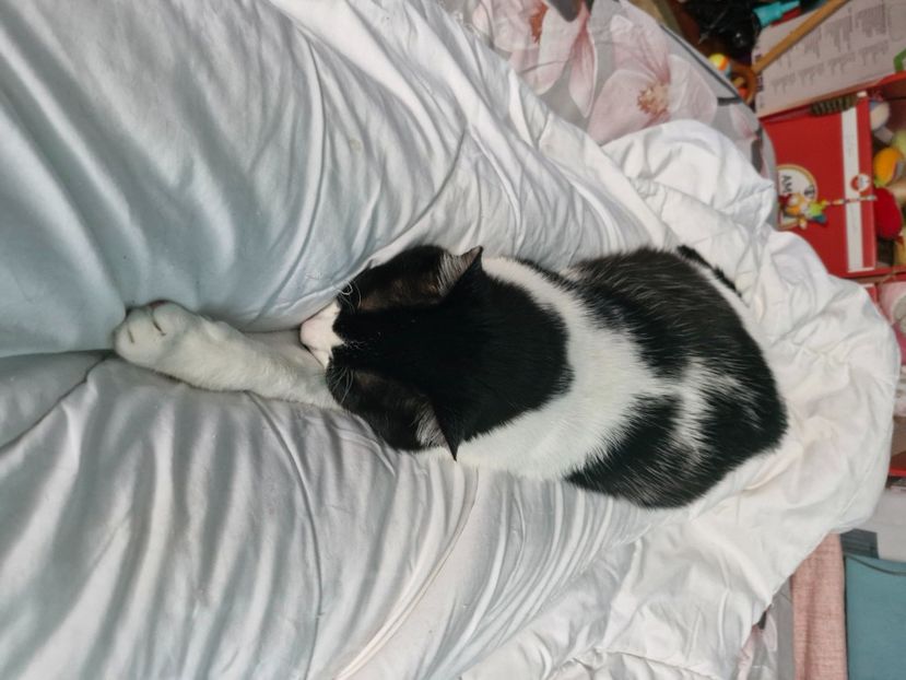  - Pisicii mei octombrie 2025