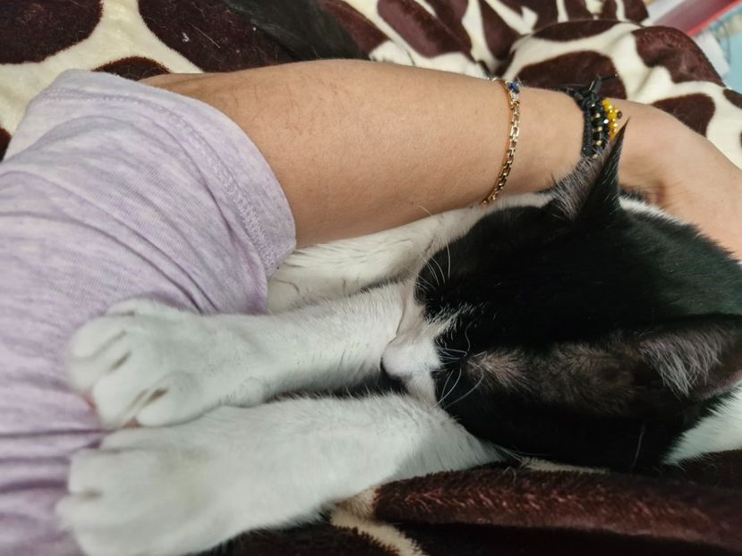  - Pisicii mei octombrie 2025