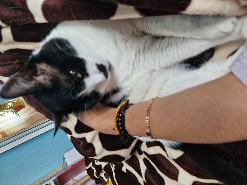  - Pisicii mei octombrie 2025