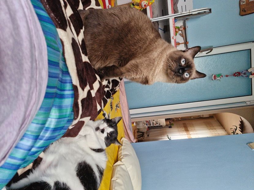  - Pisicii mei octombrie 2025