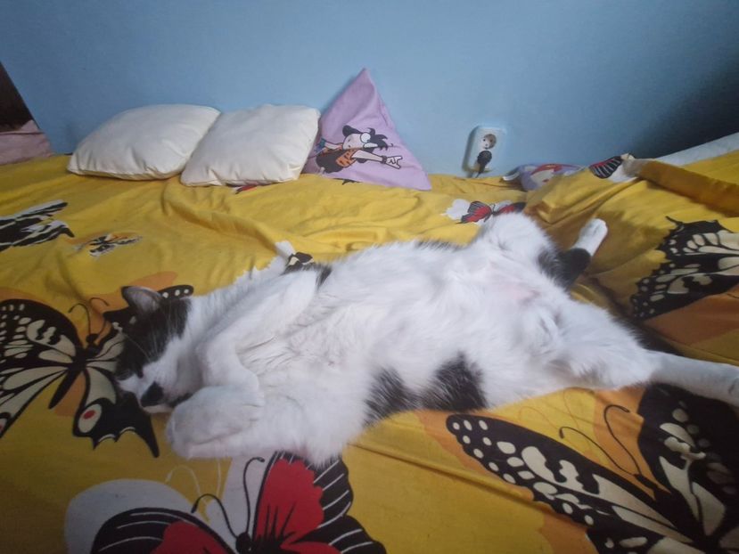  - Pisicii mei octombrie 2025