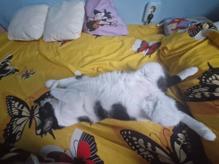  - Pisicii mei octombrie 2025