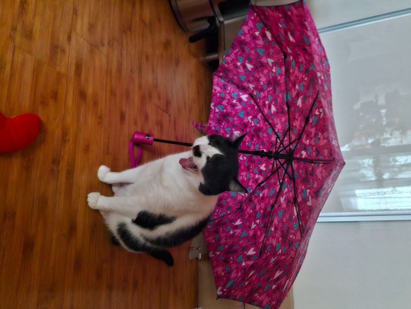  - Pisicii mei octombrie 2025