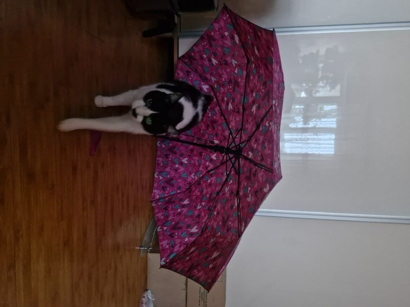  - Pisicii mei octombrie 2025