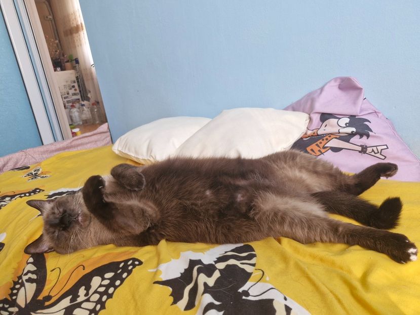  - Pisicii mei octombrie 2025