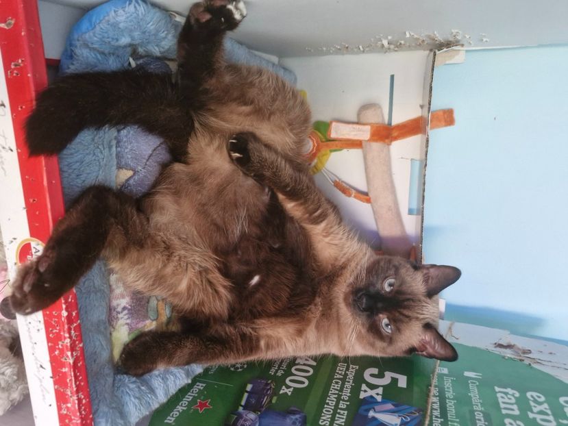  - Pisicii mei octombrie 2025