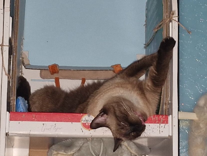  - Pisicii mei octombrie 2025