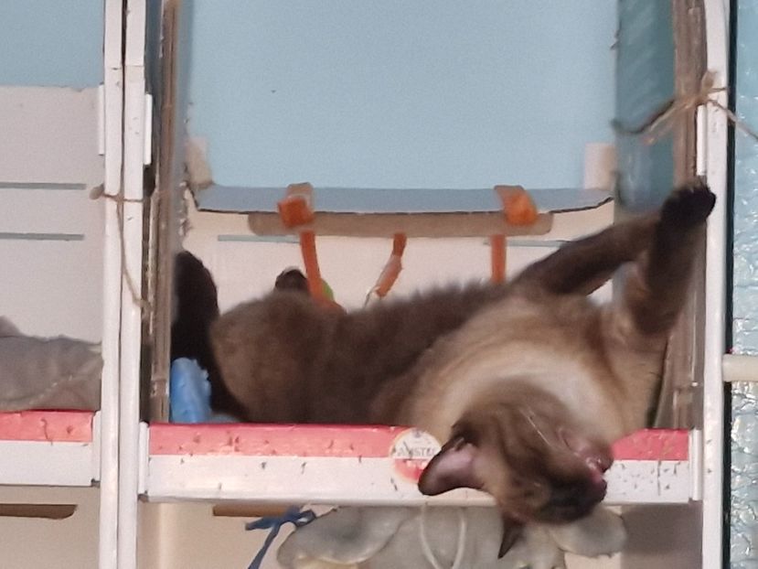  - Pisicii mei octombrie 2025