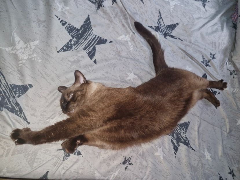  - Pisicii mei octombrie 2025