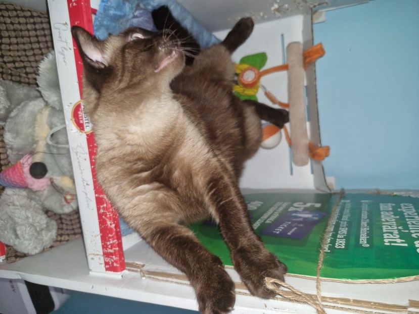  - Pisicii mei octombrie 2025