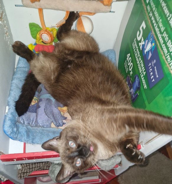  - Pisicii mei octombrie 2025