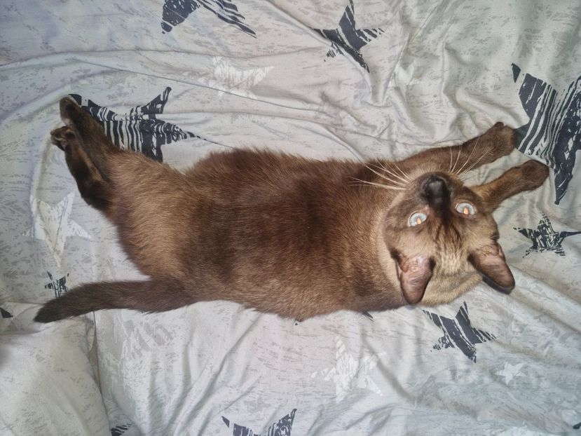  - Pisicii mei octombrie 2025