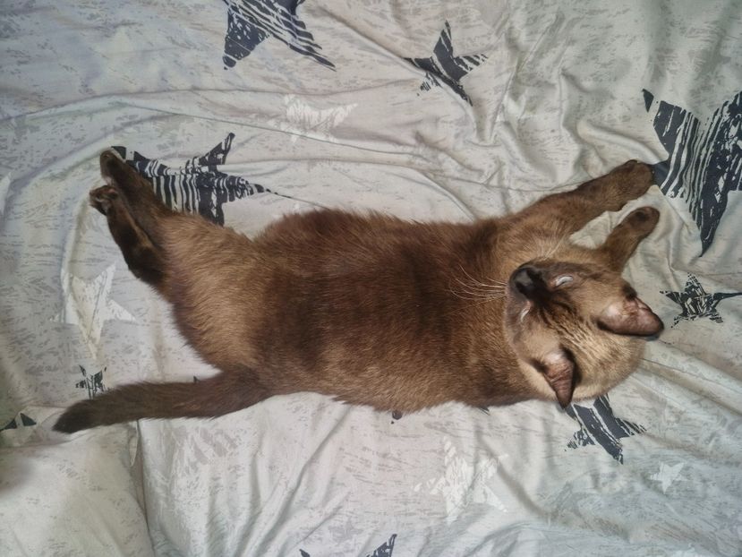  - Pisicii mei octombrie 2025