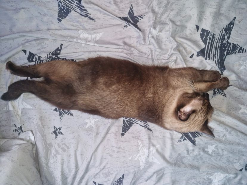  - Pisicii mei octombrie 2025