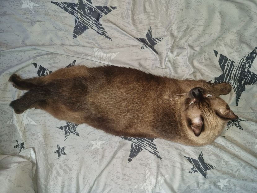  - Pisicii mei octombrie 2025