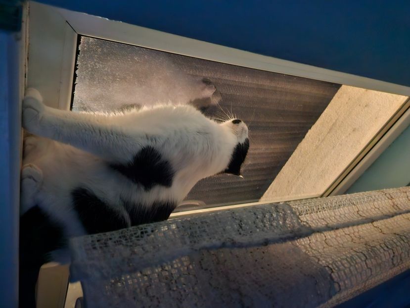  - Pisicii mei octombrie 2025