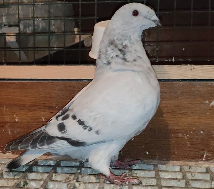 42 - c- MLODE 2025 YOUTH