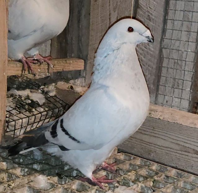 20(M) - c- MLODE 2025 YOUTH