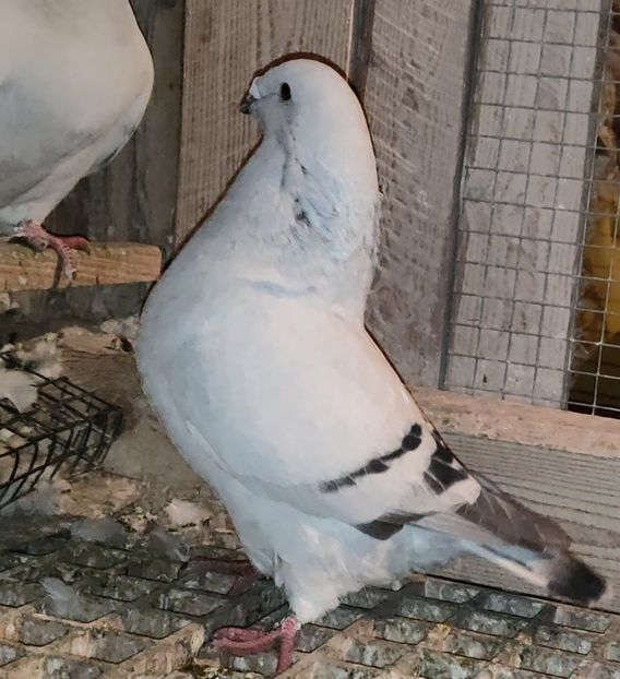 20 - c- MLODE 2025 YOUTH