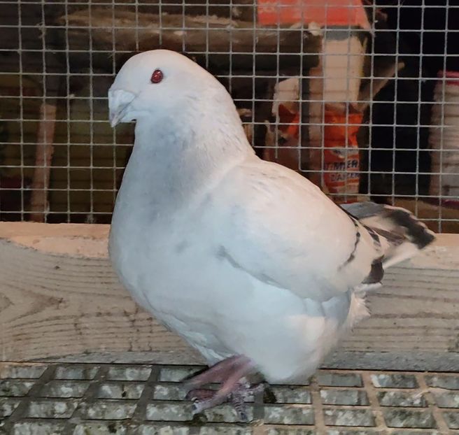 8 - c- MLODE 2025 YOUTH