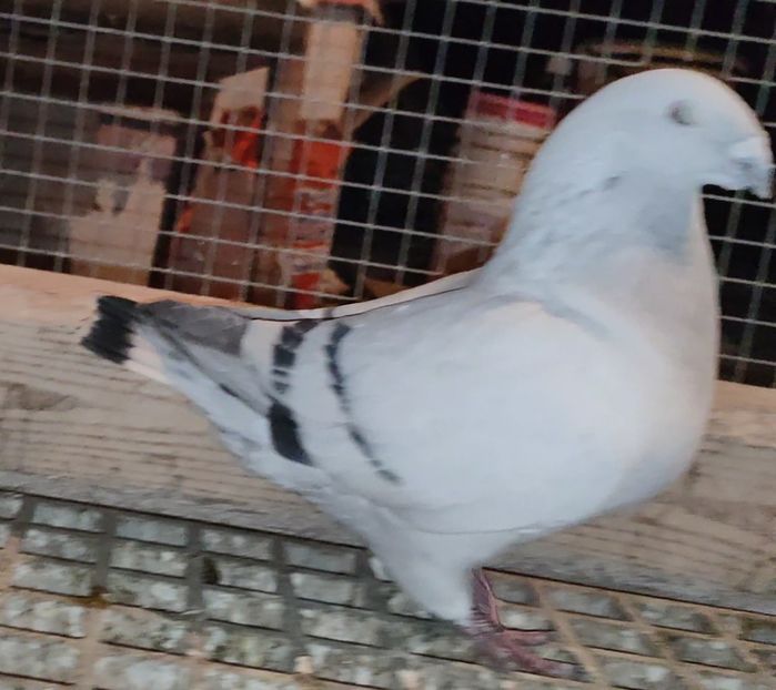 8 - c- MLODE 2025 YOUTH