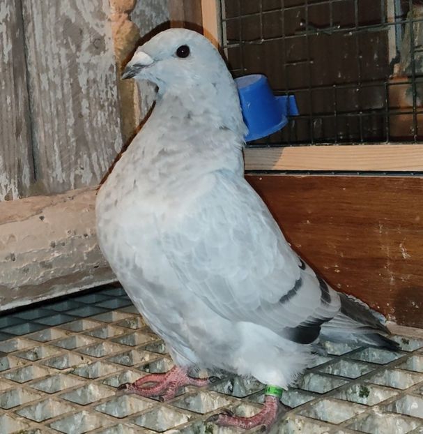 44 - c- MLODE 2025 YOUTH