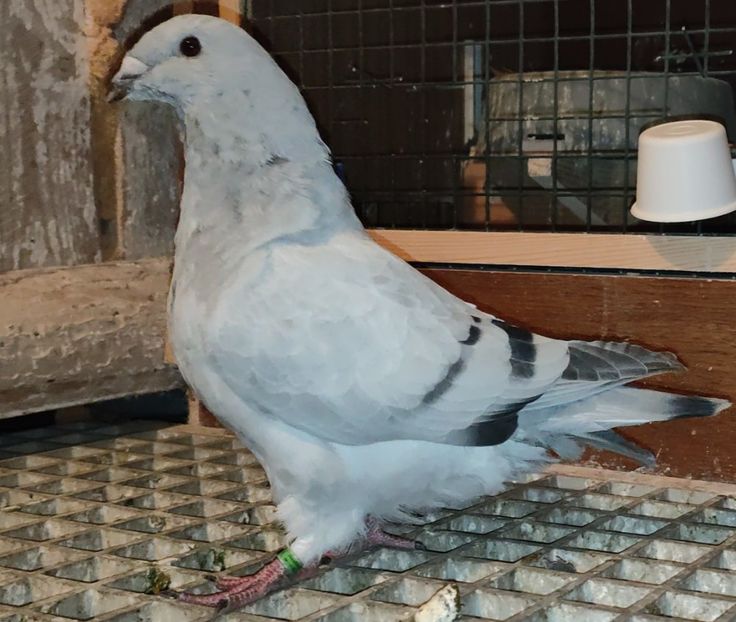 44 - c- MLODE 2025 YOUTH