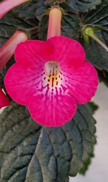 Rf s Red Cyclone - Achimenes 2025