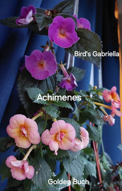  - 2025 - Achimenes