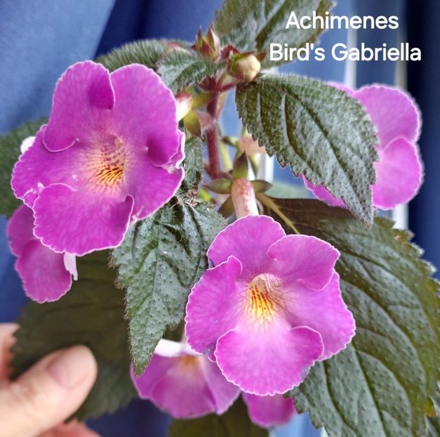 - 2025 - Achimenes