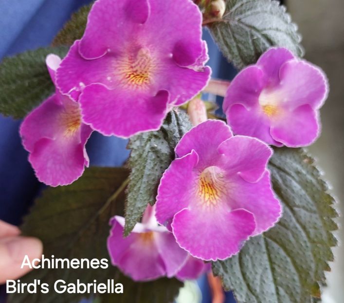  - 2025 - Achimenes