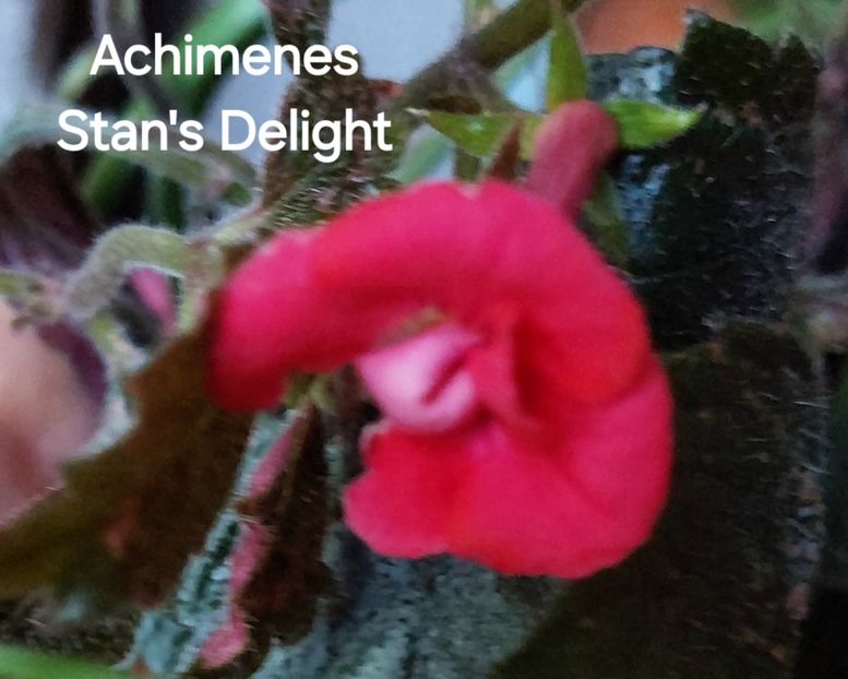  - 2025 - Achimenes
