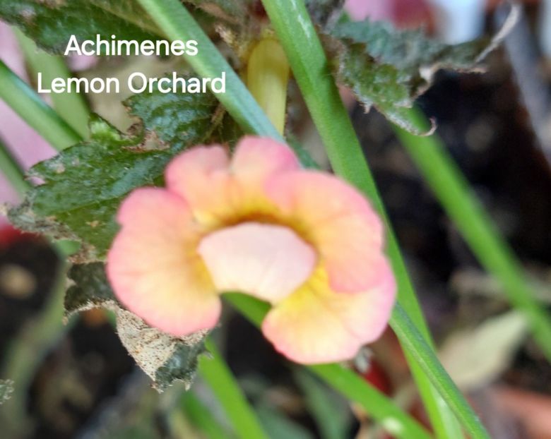  - 2025 - Achimenes