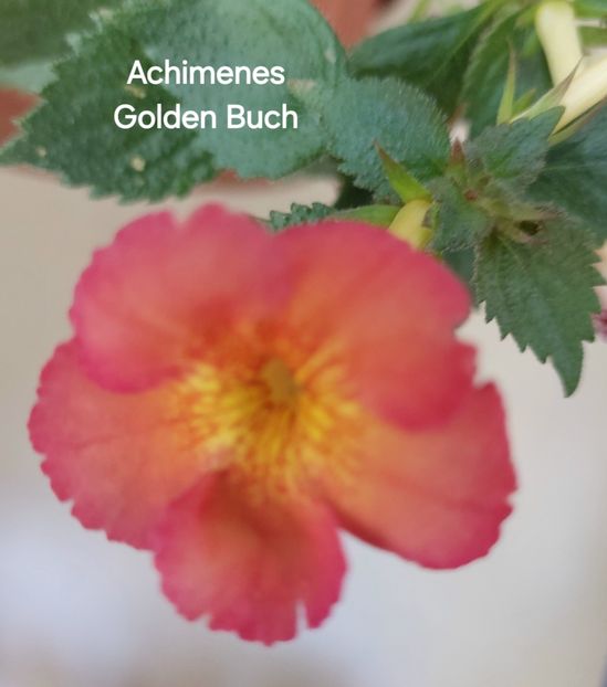  - 2025 - Achimenes