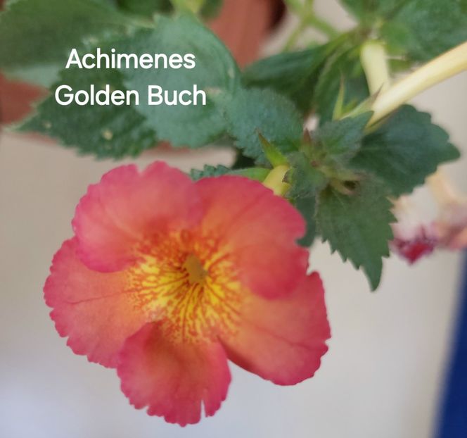  - 2025 - Achimenes