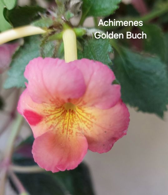  - 2025 - Achimenes