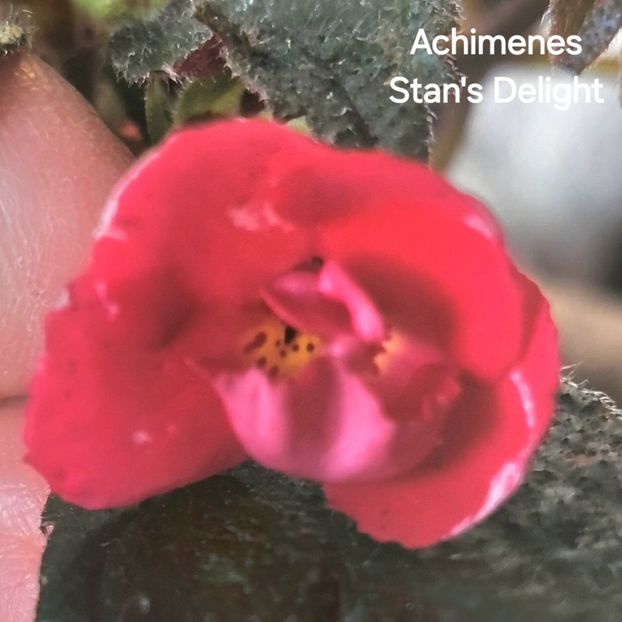  - 2025 - Achimenes