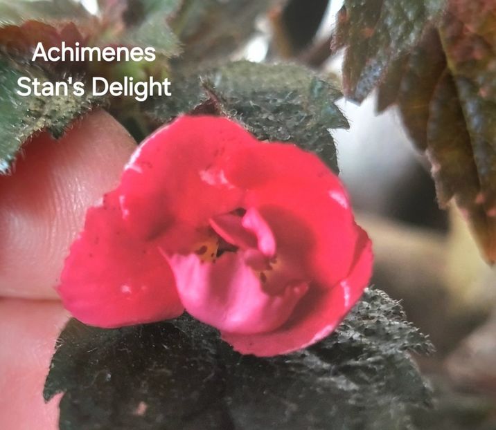  - 2025 - Achimenes