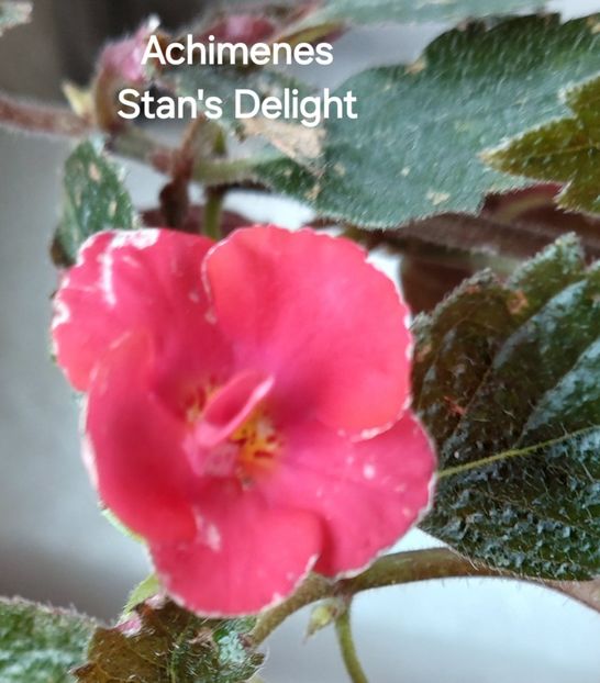  - 2025 - Achimenes