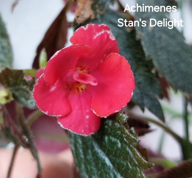  - 2025 - Achimenes