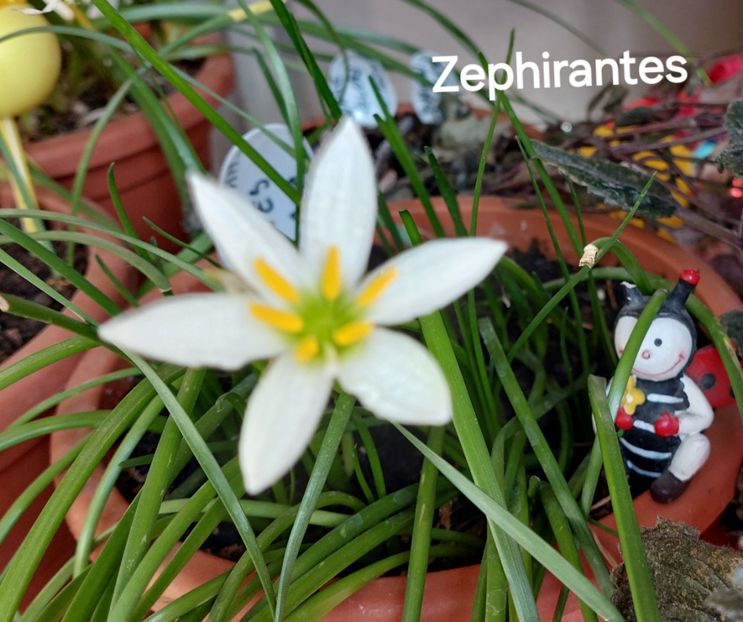  - 2025 - Zephirantes