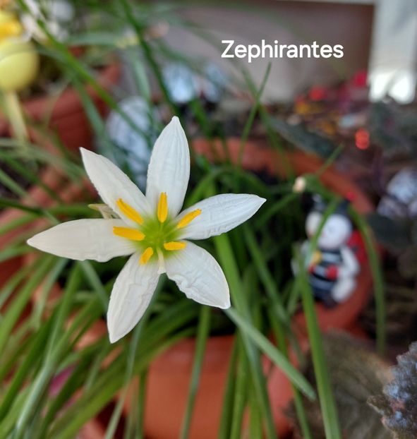  - 2025 - Zephirantes