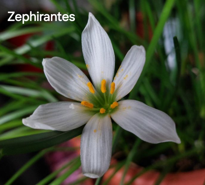  - 2025 - Zephirantes