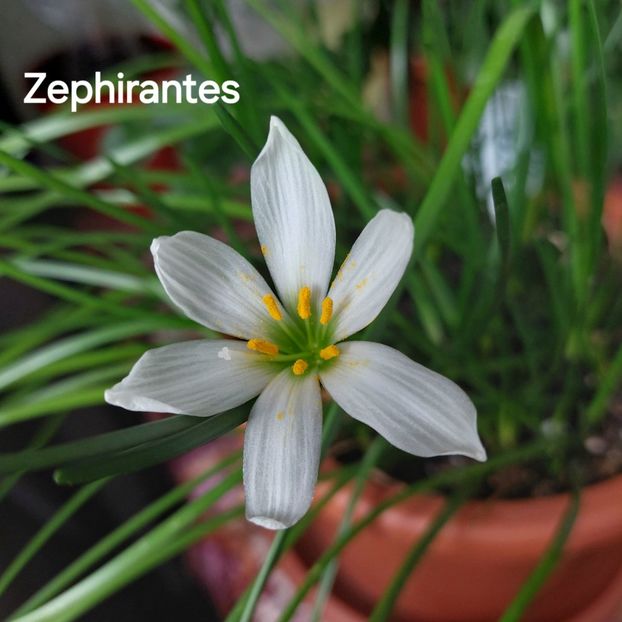  - 2025 - Zephirantes