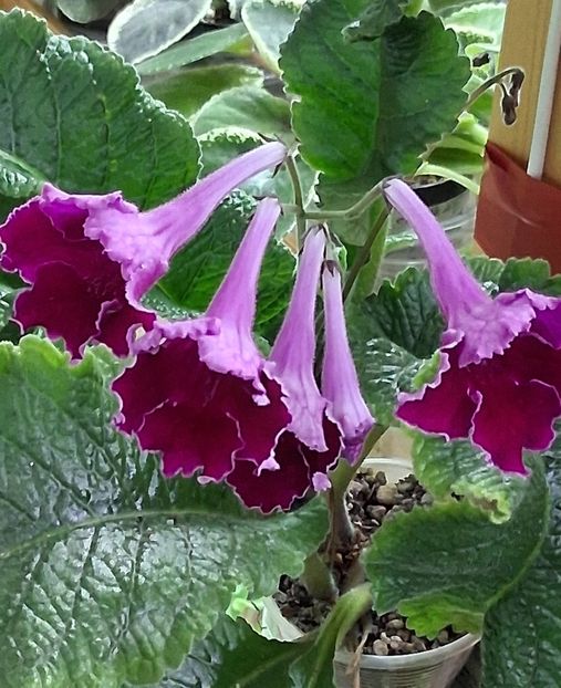  - STREPTOCARPUS
