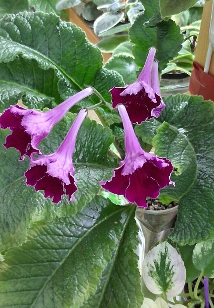  - STREPTOCARPUS