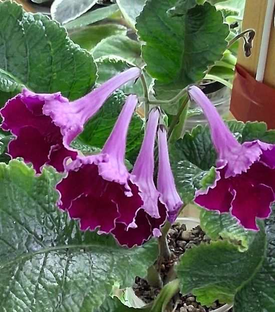  - STREPTOCARPUS
