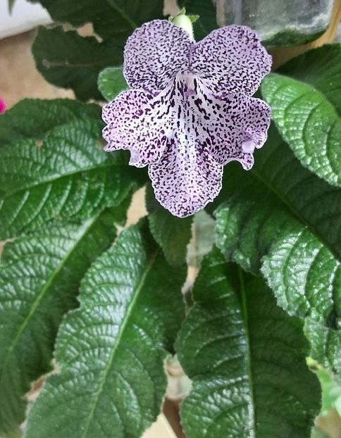  - STREPTOCARPUS