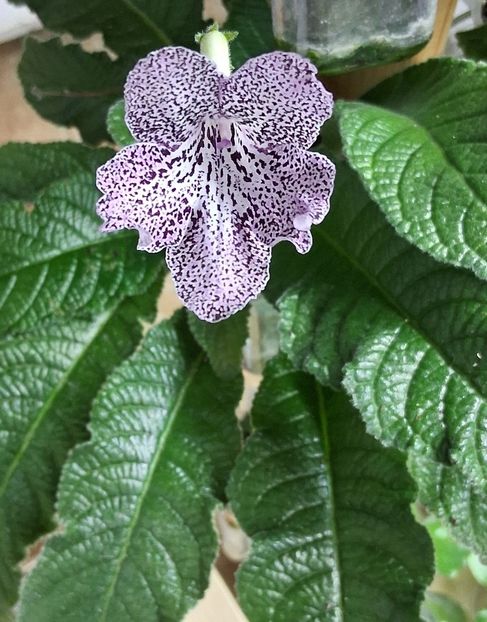  - STREPTOCARPUS