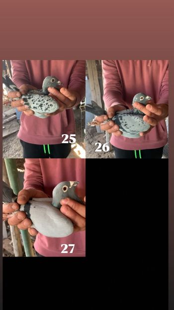 F7D924A8-002F-4254-9F1C-B1A90F6077F6 - Porumbei de vânzare Dâmbovița